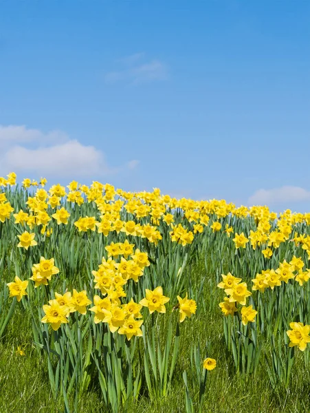 Blom Påskliljor Narcissus Mot Blå Himmel — Stockfoto