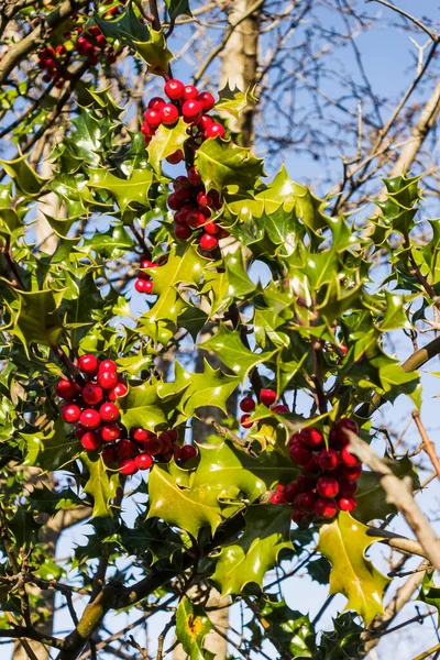 Holly yeşil yapraklar ve kırmızı akıntılar mavi gökyüzüne karşı