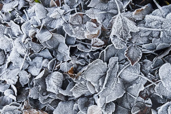 Vroeg Ochtend Vorst Gevallen Bladeren — Stockfoto