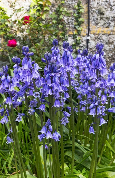 蓝铃花 Hyacinthoides非脚本生长在英国 — 图库照片