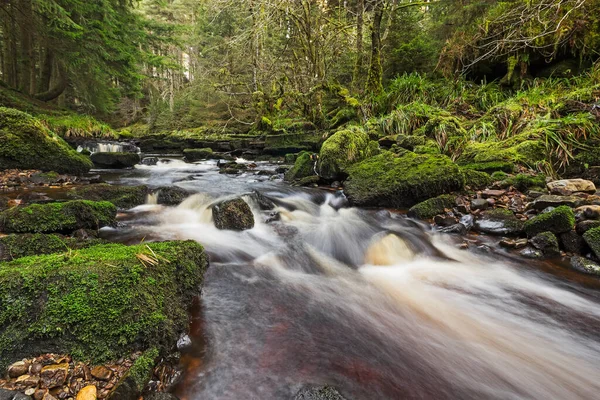 Blakehope Burnu 'nda Northumberland şelalesi, Blakehope Burnu, İngiltere Kielder Ormanı kıyısında.