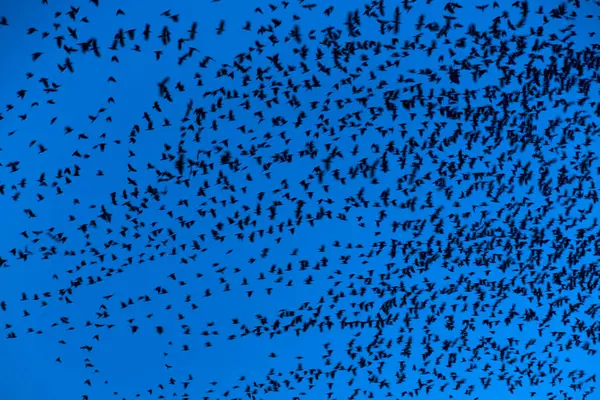 Bandada borrosa de aves voladoras en busca de fondos — Foto de Stock
