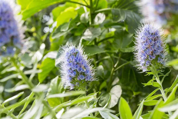 Close up van sommige blauwe bloemen in het voorjaar — Stockfoto