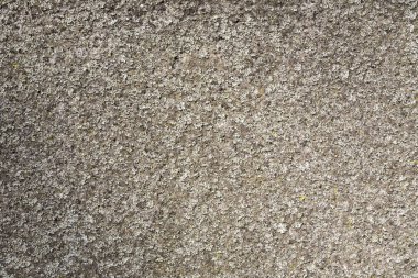 arka plan için yosun ile büyümüş eski aşınmış duvar