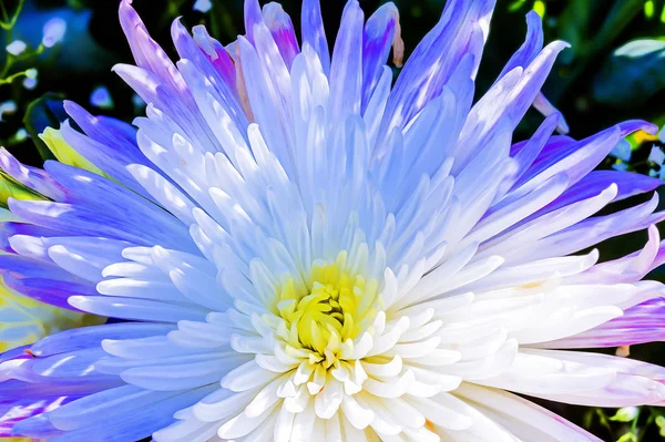 Close-up de um crisântemo branco e azul — Fotografia de Stock