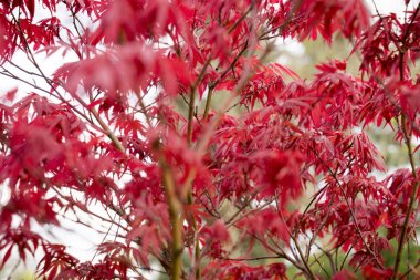 arka planlar için bir ağacın kırmızı yaprakları