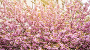 Baharda pembe kiraz çiçekleri
