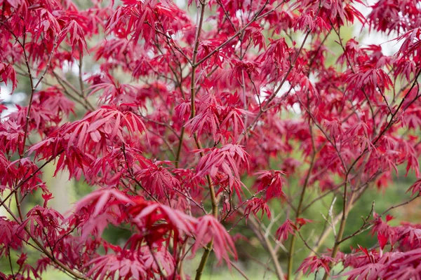 Rode bladeren van een boom voor achtergronden — Stockfoto