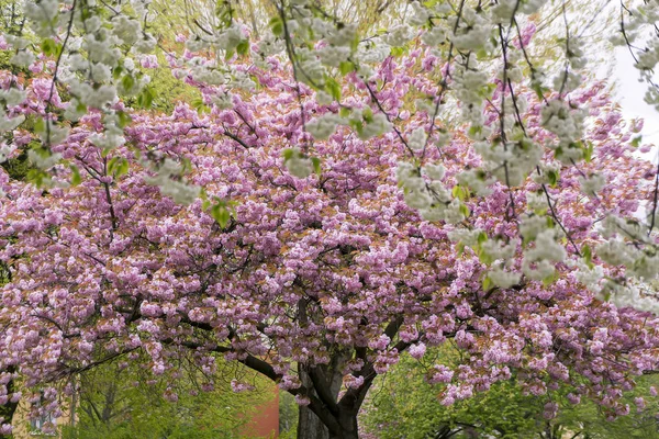 Boom bloesems, witte en rode kers in het voorjaar — Stockfoto