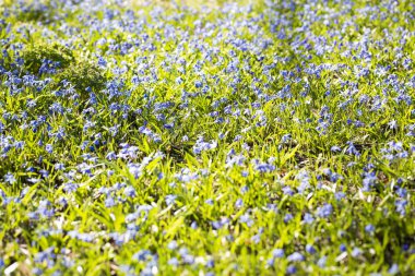 bir bahar çiçek çayır üzerinde parlayan güneş