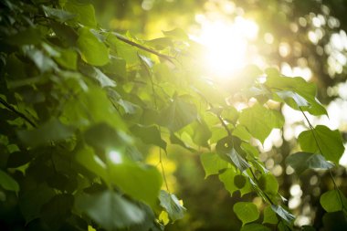 Güneşin arkasında arka plan için yeşil yaprakları
