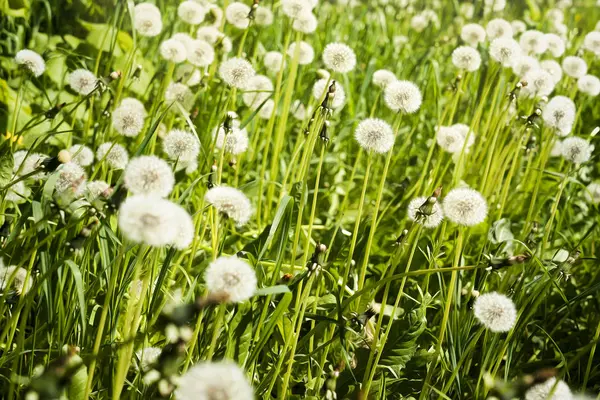 Lente weiland met veel paardebloemen — Stockfoto