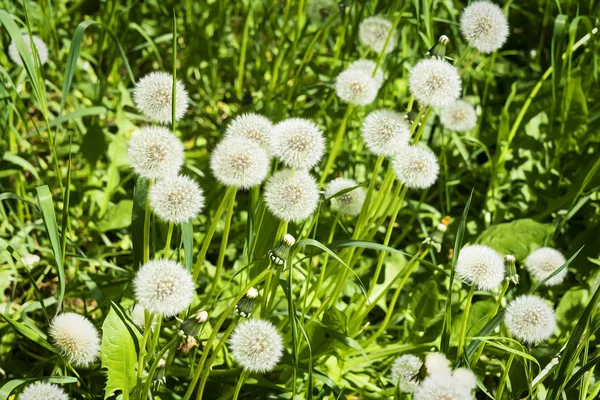 Some dandelions on a spring meadow — Stock Photo, Image