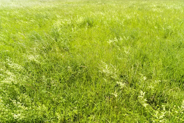 Grüne Wiese im Frühling für Hintergründe — Stockfoto