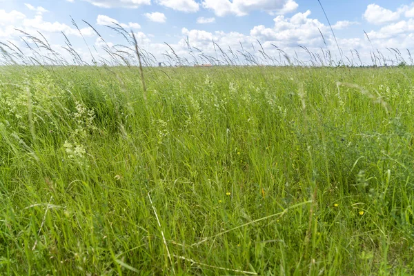 arka plan için cennet, çayır yatay