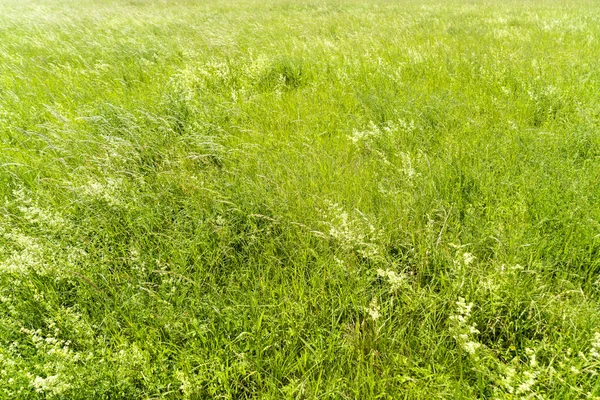 Grüne Wiese im Frühling für Hintergründe — Stockfoto