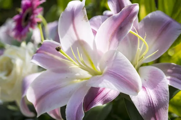 Close up van een roze lilly in het voorjaar — Stockfoto
