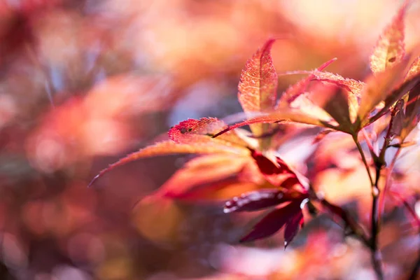 Närbild av suddiga röda blad för bakgrunder — Stockfoto