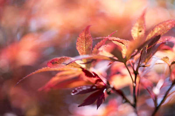Närbild av suddiga röda blad för bakgrunder — Stockfoto
