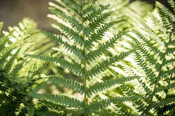 Close up van een fern in het voorjaar — Stockfoto