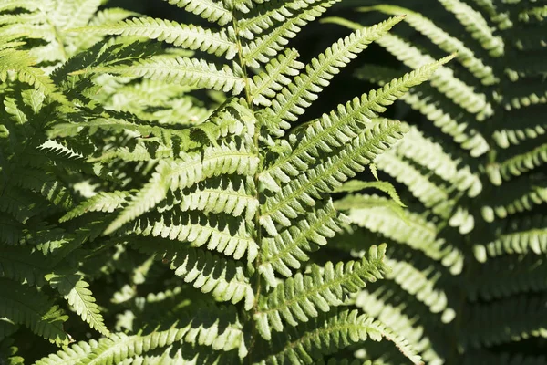 Close up van een fern in het voorjaar — Stockfoto