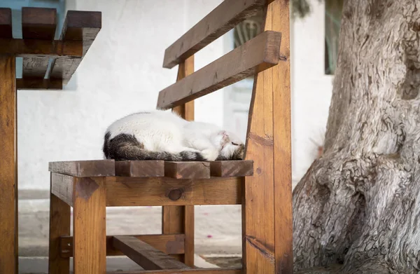 Mignon petit chat dort sur un banc — Photo