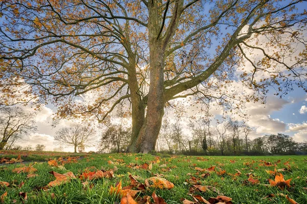 Schöner Baum mit Herbstblättern — Stockfoto