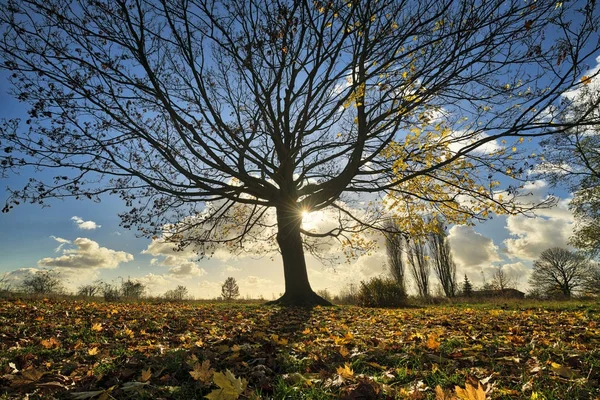 Silhouette eines schönen Baumes mit Herbstblättern — Stockfoto