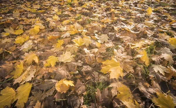 Primer plano de las hojas de otoño en un prado —  Fotos de Stock