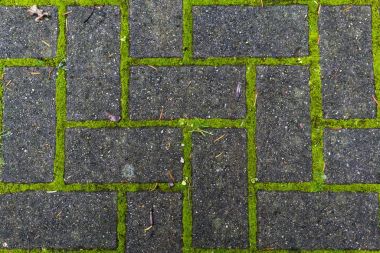 yosun eklem ile büyüyen yaya taşıyla