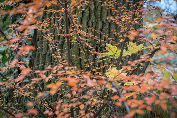 Herfstbladeren Tegenover Een Boomstam — Stockfoto