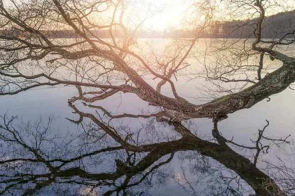 Baumstamm spiegelt sich bei Sonnenuntergang in einem See — Stockfoto