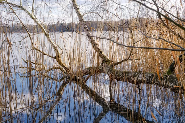 Tronco de árbol reflejándose en un lago al atardecer —  Fotos de Stock