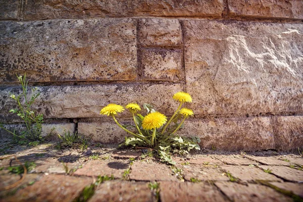 Bahar, taşlar ile büyüyen karahindiba