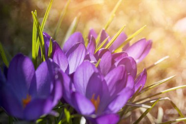 Bahar, çiğdemler bir banyoda güneş ışığı