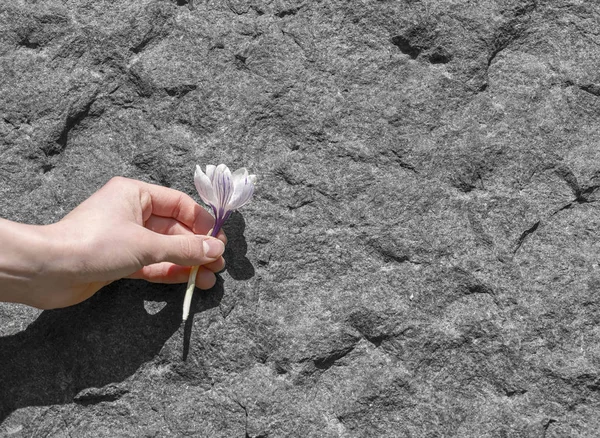 Hand hält eine gepflückte Blume vor einem Granithintergrund — Stockfoto