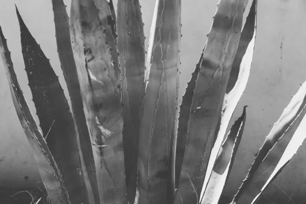 Primer plano de una versión de agave, en blanco y negro —  Fotos de Stock