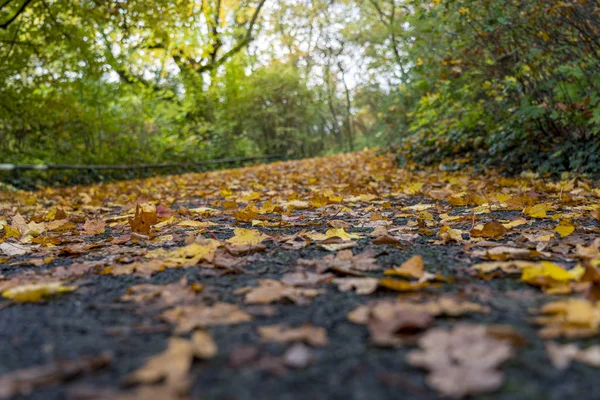 Nahaufnahme von Herbstlaub, das auf einer Parkstraße liegt — Stockfoto