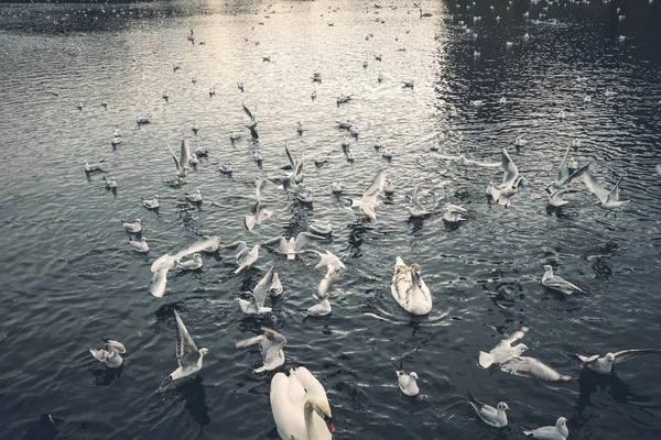 Jezero s mnoha racky a labutěmi — Stock fotografie