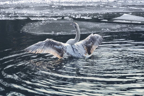 Junger Schwan auf einem See mit Eisschollen beim Fliegen — Stockfoto