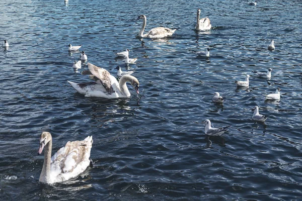 Einige Schwäne und Möwen auf einem See — Stockfoto