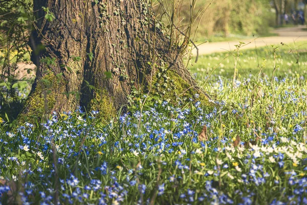 Ein Baumstamm mit vielen blauen Frühlingsblumen davor — Stockfoto
