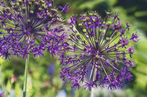 Close-up van twee paarse lentebloemen — Stockfoto