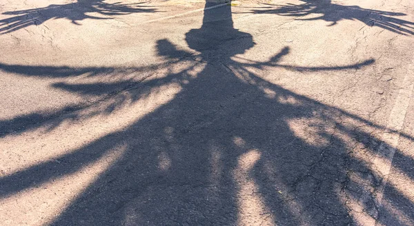 Schatten Von Drei Palmen Auf Einer Asphaltierten Straße — Stockfoto