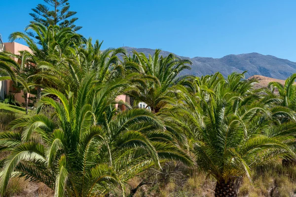 度假村前面有山脉的棕榈树 — 图库照片