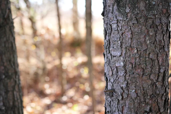 Bark of Pine Tree in Forest — Stock Photo, Image