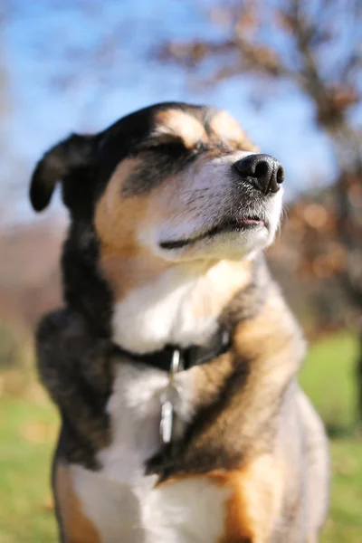 Németjuhász keverék tenyészt kutya sütkérezve a napsütésben — Stock Fotó