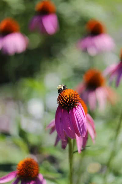 Hummel bestäubt lila Sonnenhut im Garten — Stockfoto