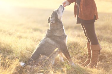 İyi oturan ve tedavi Owne Getting Alman çoban Mix köpek