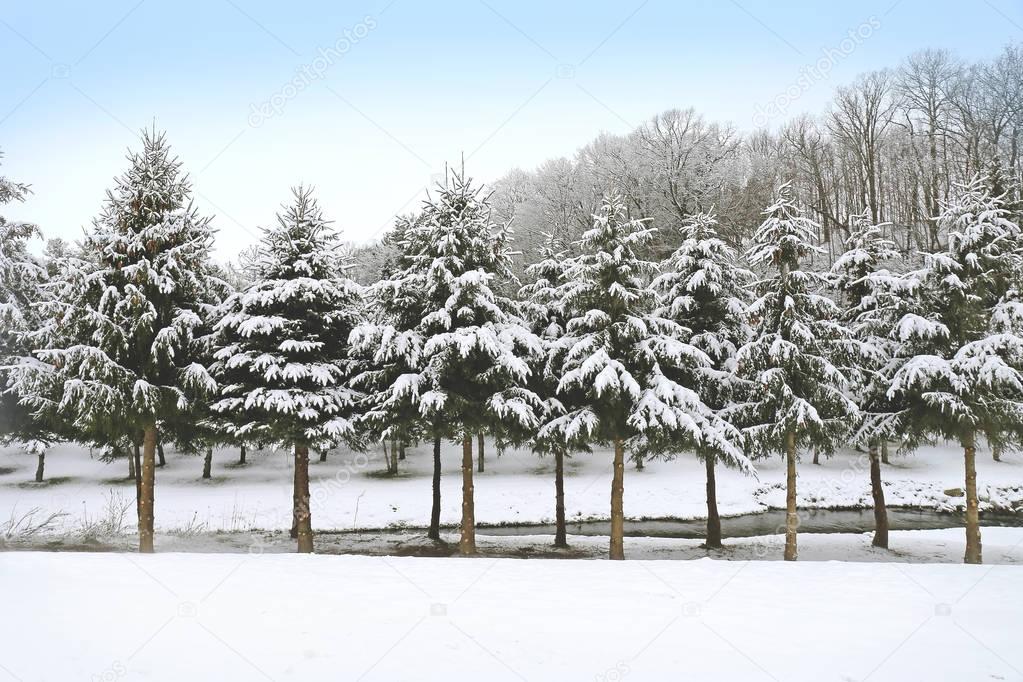 Freshly Fallen Snow Coviering Branches of Row of Pine Trees